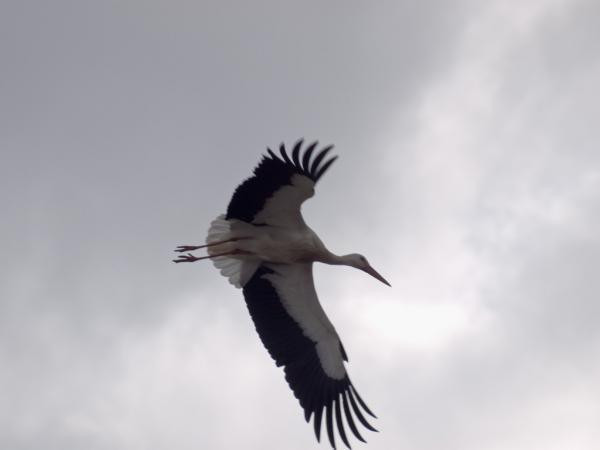 Storch im Flug