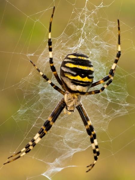 Zebraspinne