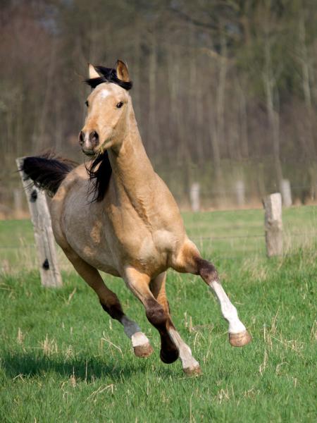 "Angeberpony"