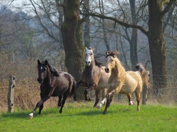 Frühlingserwachen