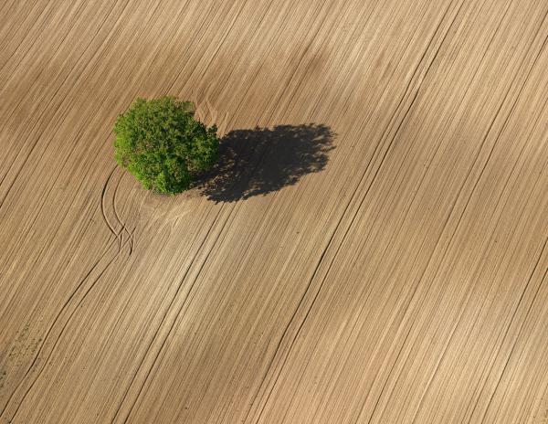 Der Baum
