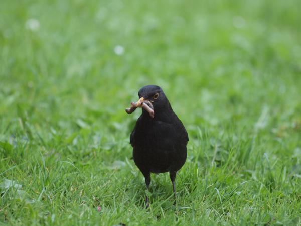 Amsel