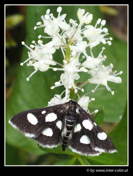 Anania funebris, Zünsler