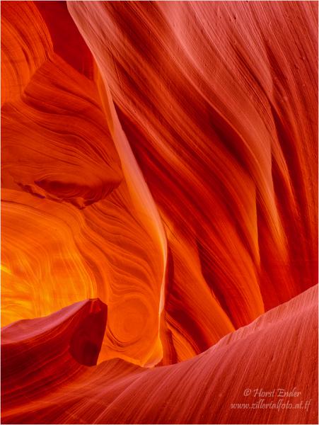antelope