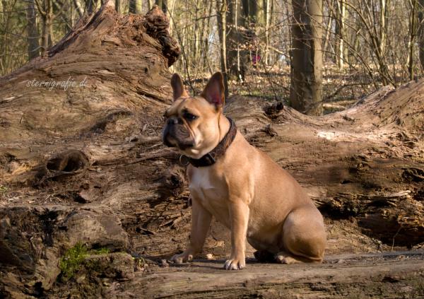 Frenchbully Lole
