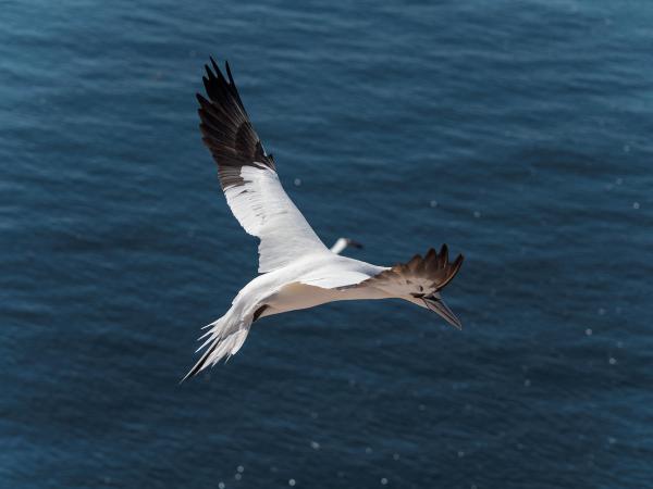 Basstölpel auf Helgoland_006