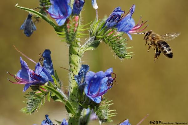 Beauty of nature