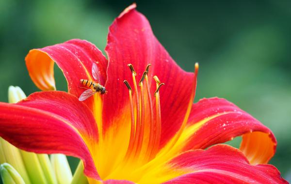 Blume mit Schwebfliege