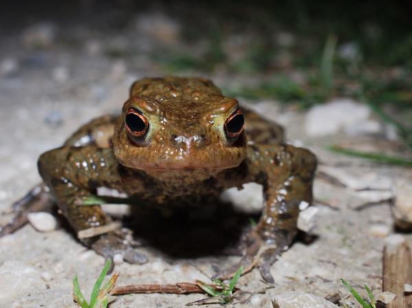 Erdkröte