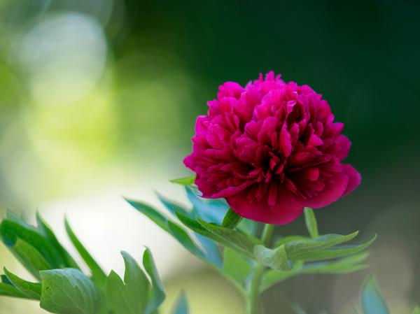 Rocksdorfer Pfingstrose