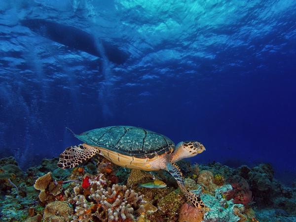 Schildkröte im Riff