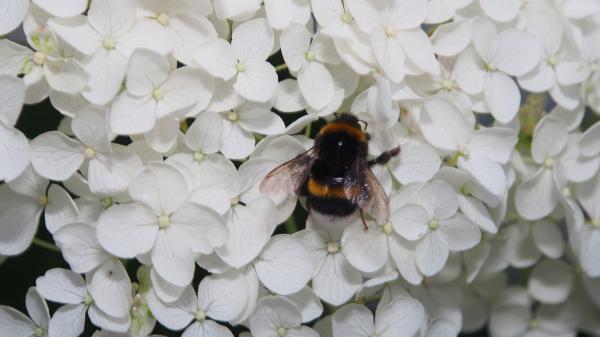 Besucher unserer Hortensie 1
