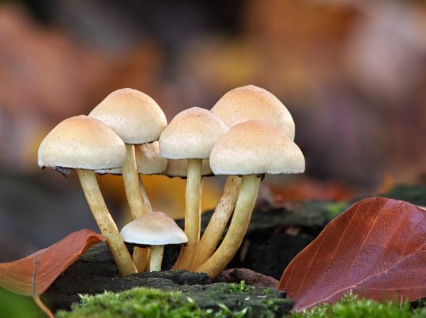 Der Herbst neigt sich