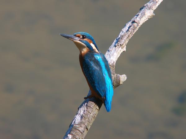 Eisvogel