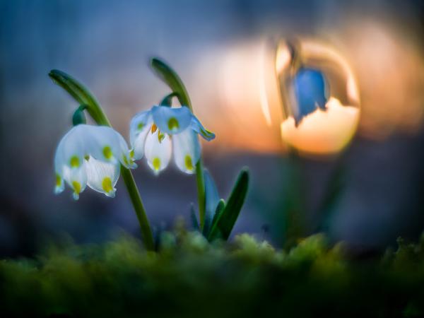 spring snowflake