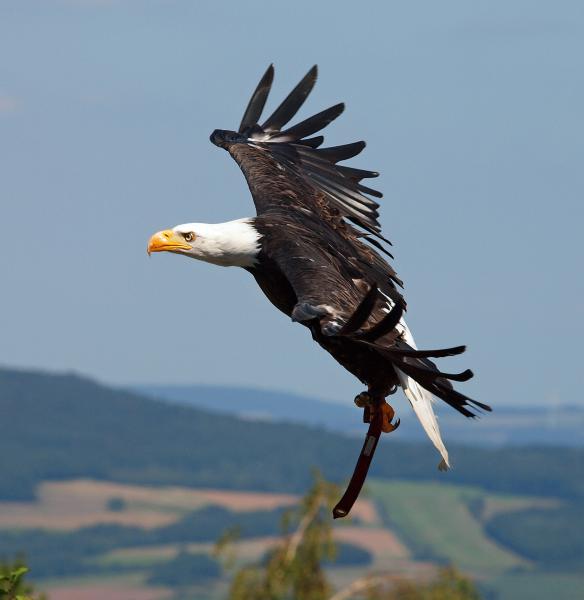 Wildpark Potzberg Adler 4