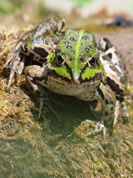 Frosch 1