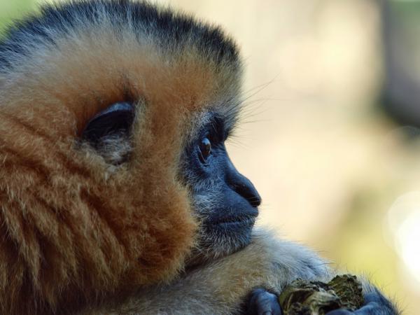 Gibbon