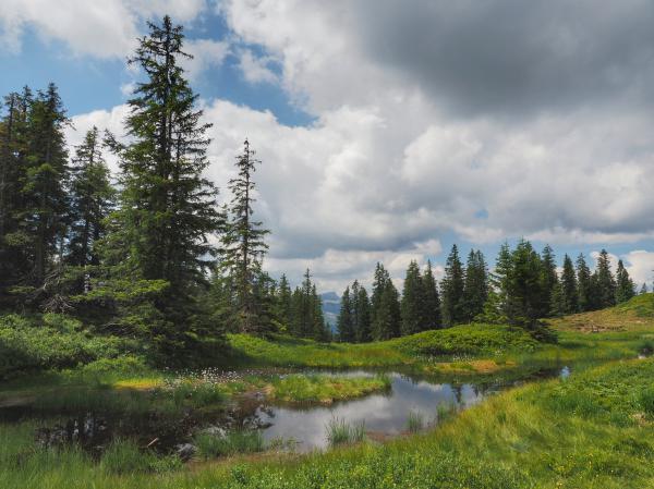 Hochmoor am Wannenkopf