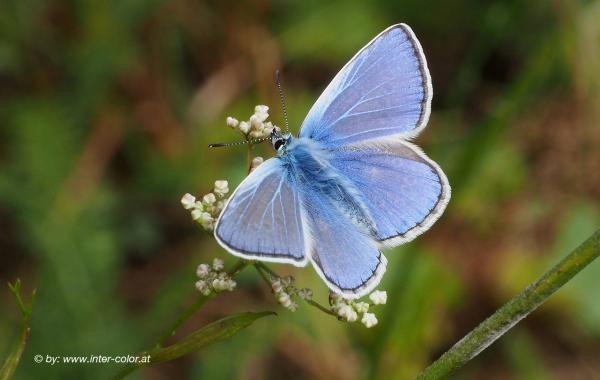 Hauhechel Bläuling, Polyommatus icarus