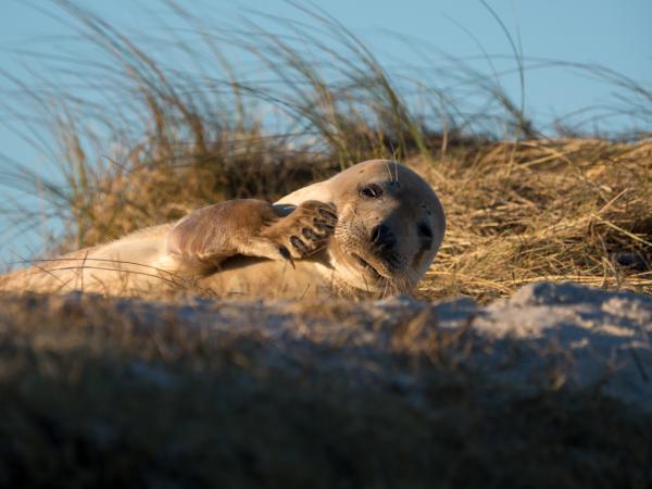 Seehund auf Helgoland