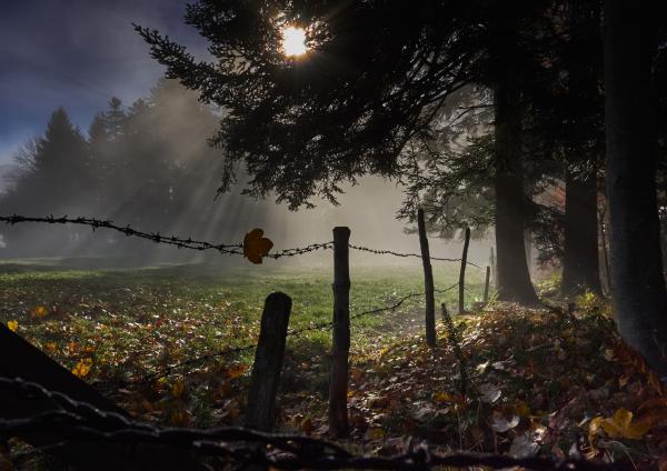 Herbstlicht