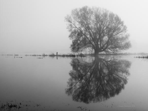 Weide im Nebel