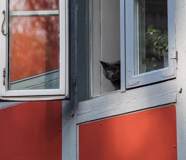 Stubentiger I - überarbeitete Fassung