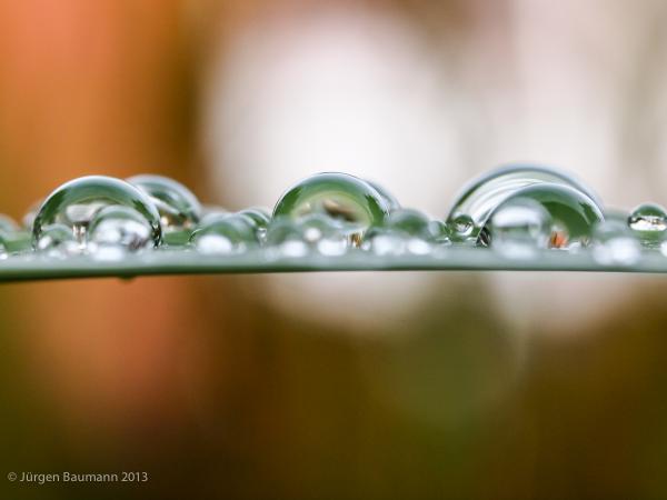 Wassertropfen im Herbst
