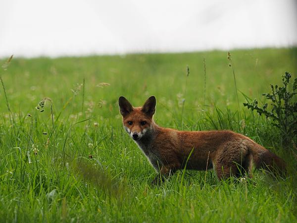 " Unverhofft kommt oft "