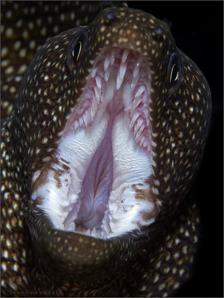 just mouth