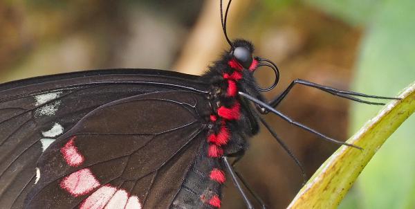 Kleine Fledermaus, ein tropischer Schmetterling