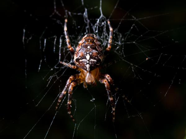 Kreuzspinne auf der Lauer