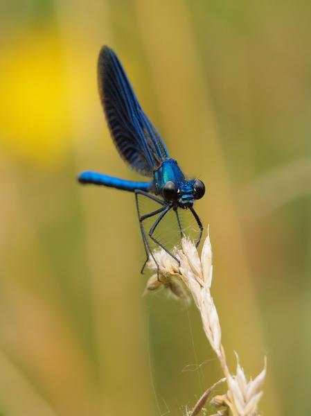 Prachtlibelle