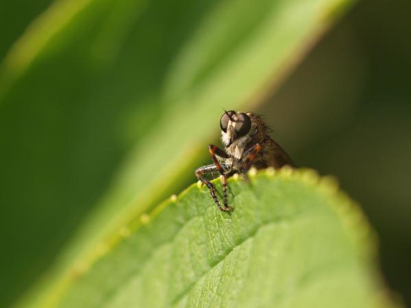 Neugierig