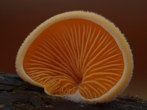 Orangenseitling