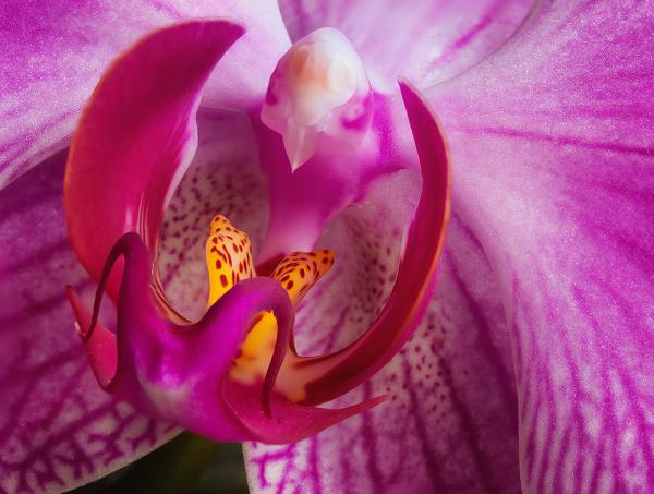 Eine Orchidee (Fokusstacking)