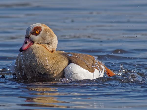 Nilgans
