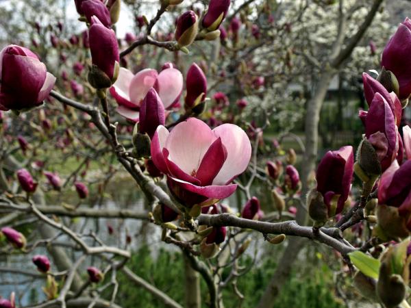 Baumblüte im japanischen Garten