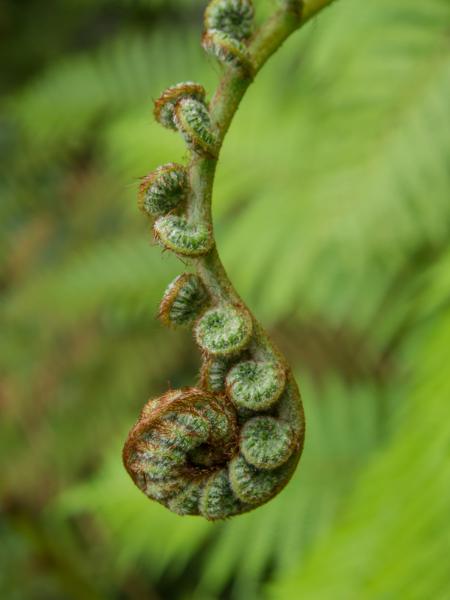 Fern Macro