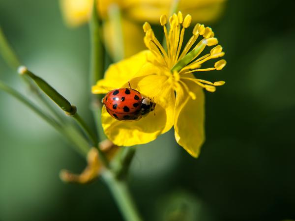 Marienkäfer