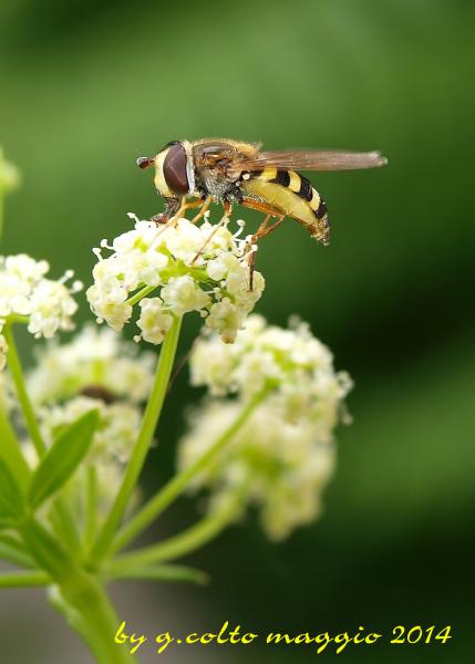 Insekte