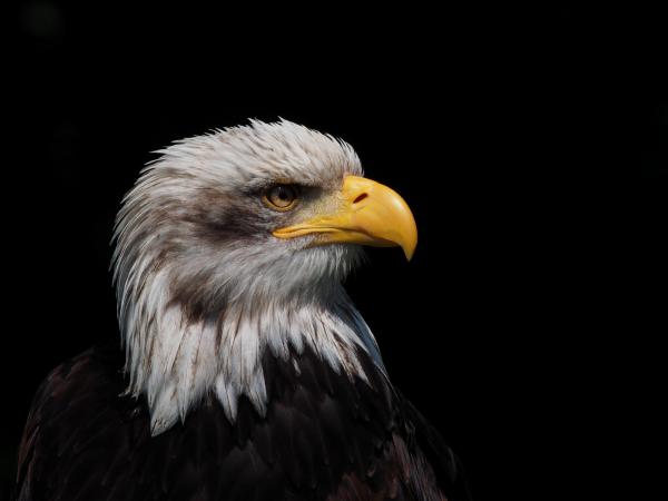 Weißkopfseeadler