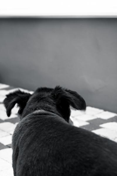 Hund ...