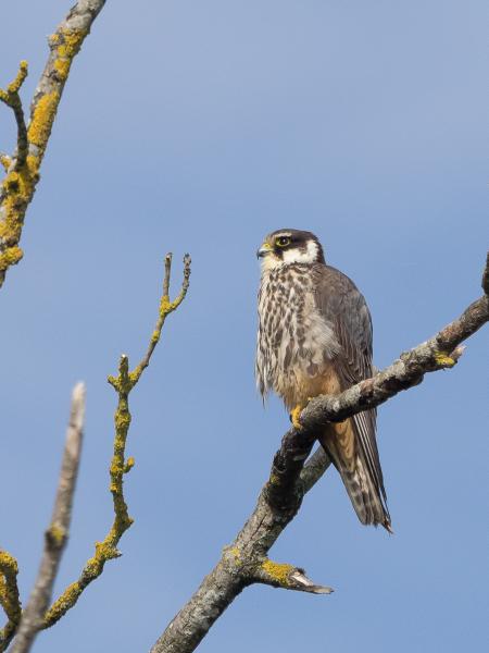 Baumfalke