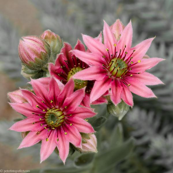 Sempervivum