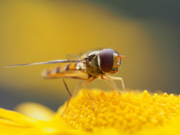Schwebefliege