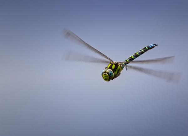 Eine fliegende Libelle