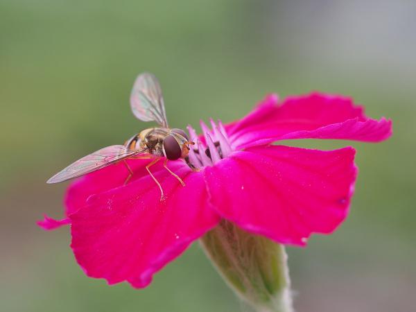 Schwebfliege