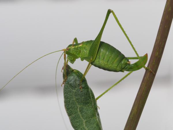 Punktierte Zartschrecke II